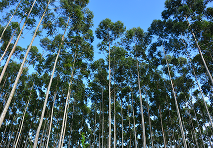 Floresta Mata Atlântica