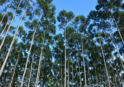 Dia da Árvore: conheça nossos projetos de sustentabilidade