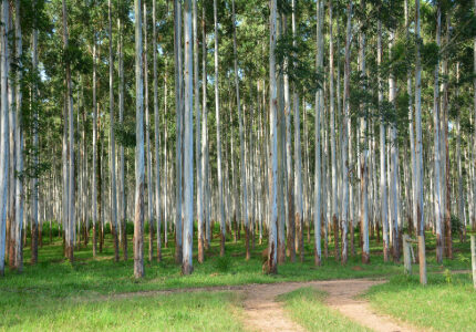 Dia de Proteção às Florestas: conheça nosso compromisso com o meio ambiente