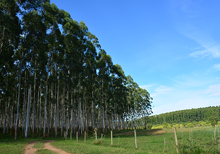 Dia do Meio Ambiente: saiba mais sobre a importância da data